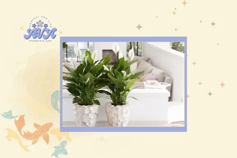 Ý nghĩa phong thủy của cây Lan Ý và tuổi mệnh phù hợp