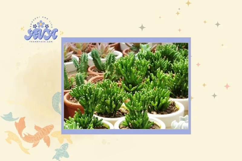 Cách chọn cây lộc nhung phù hợp với từng mệnh