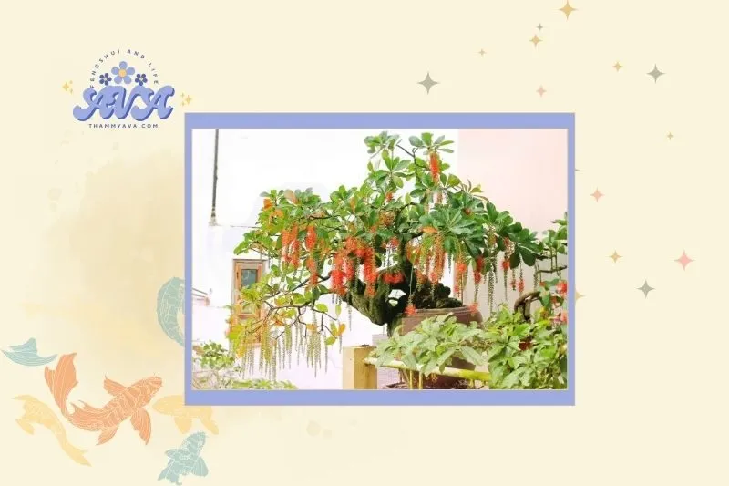 Cách chọn cây lộc vừng phù hợp với mệnh gia chủ
