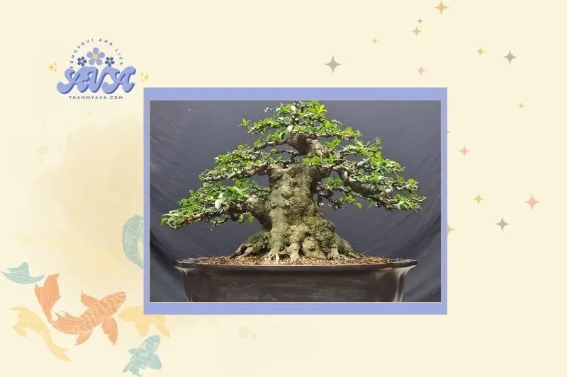 Cách chọn cây mai chiếu thủy hợp mệnh và tuổi