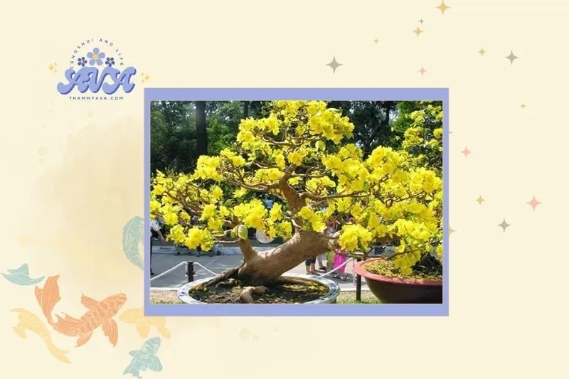 Cách Chọn Cây Mai Vàng Hợp Mệnh