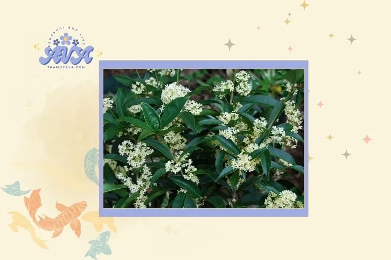 Cách chọn cây mộc hương phù hợp với mệnh