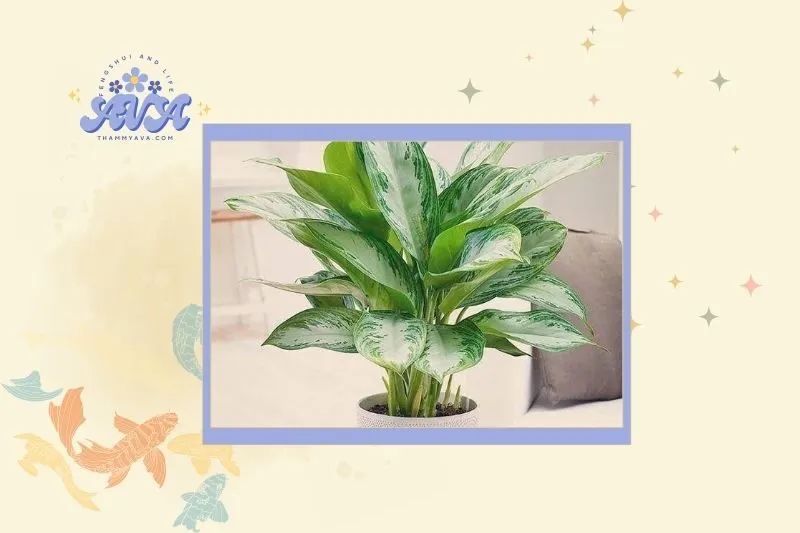 Cách chọn cây Ngân Hậu hợp mệnh và tuổi