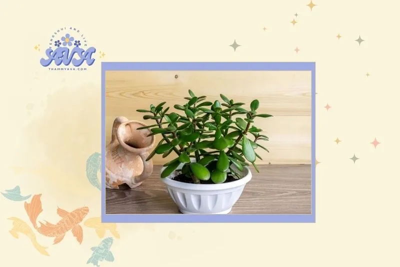 Cây ngọc bích hợp với mệnh và tuổi nào?