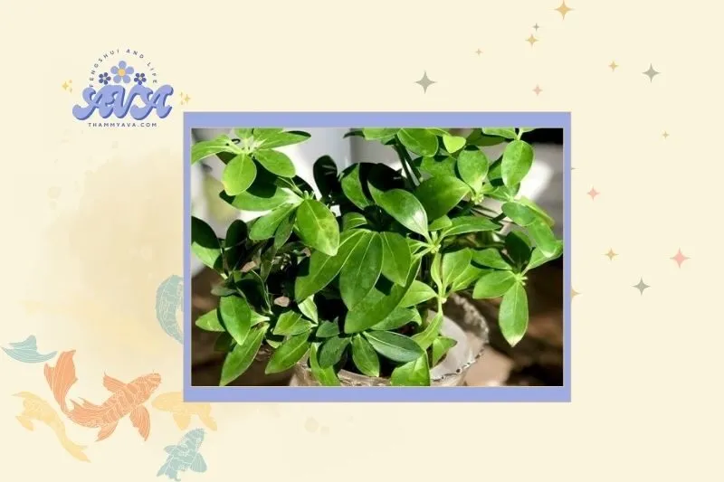 Cách chọn cây ngũ gia bì phong thủy phù hợp