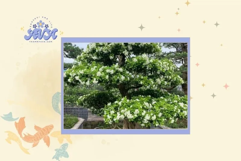 Cây nguyệt quế hợp tuổi và mệnh nào?