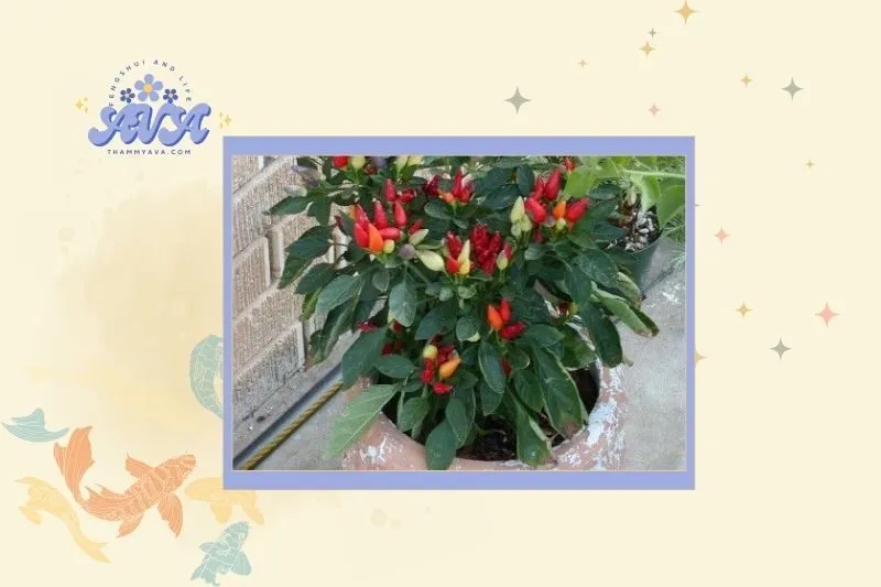 Cách chọn cây ớt phong thủy phù hợp với mệnh gia chủ