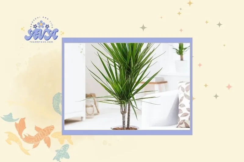 Cây Phất Dụ hợp với mệnh nào?