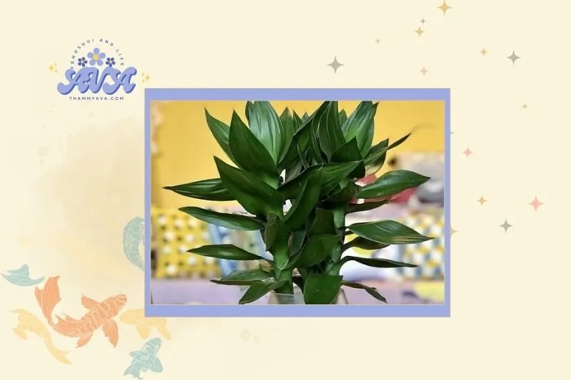 Cách chọn cây phát tài phù hợp với mệnh và tuổi