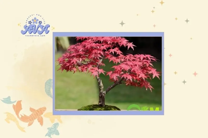 Cách Chọn Cây Phong Lá Đỏ Hợp Mệnh