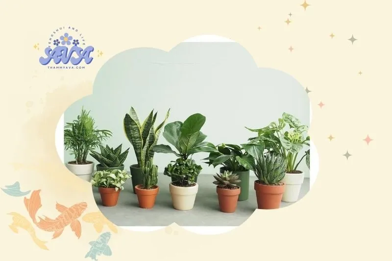 Cách chọn cây phong thủy trong nhà phù hợp với mệnh
