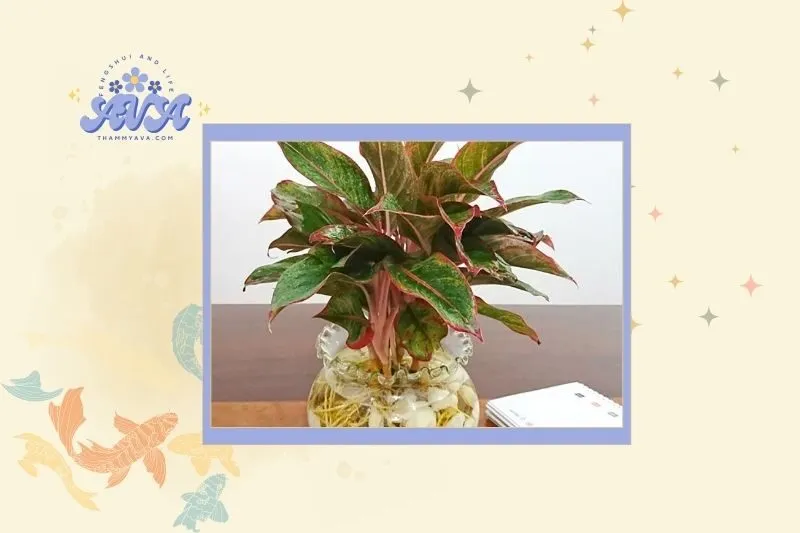 Cách chọn cây phú quý phù hợp với phong thủy và mục đích sử dụng