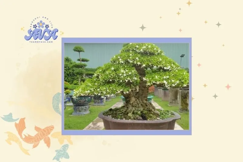 Cách chọn cây phượng vĩ bonsai hợp mệnh