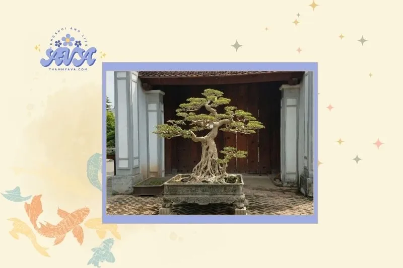 Cách chọn cây sanh phong thủy hợp mệnh