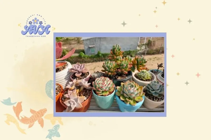 Cách chọn cây sen đá hợp mệnh theo ngũ hành