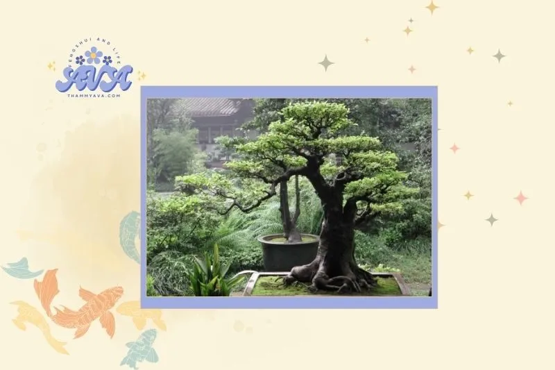 Cách chọn cây si cảnh phù hợp với mệnh và tuổi