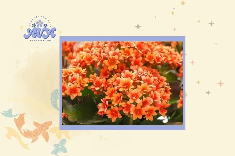 Cây sống đời hợp mệnh gì, tuổi nào?