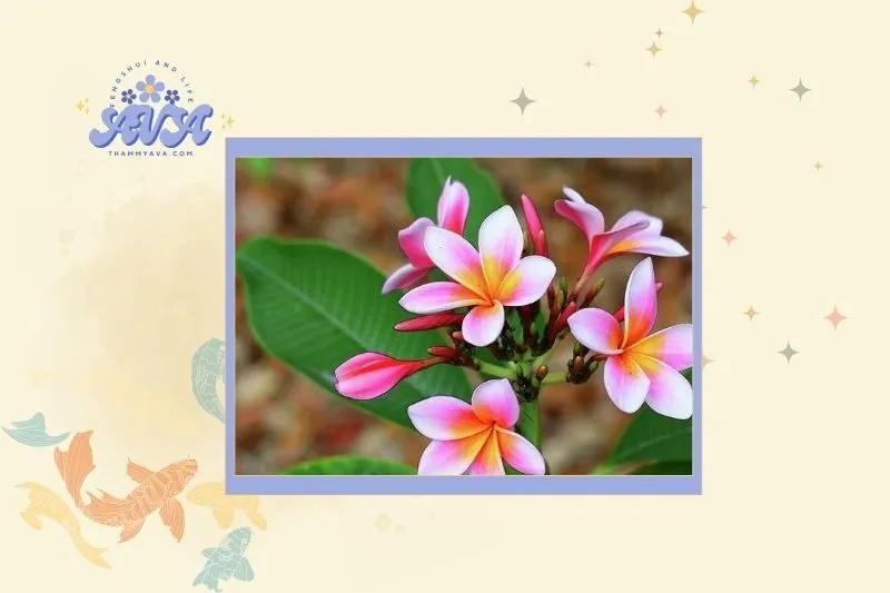 Cách chọn cây sứ đại hợp mệnh phong thủy