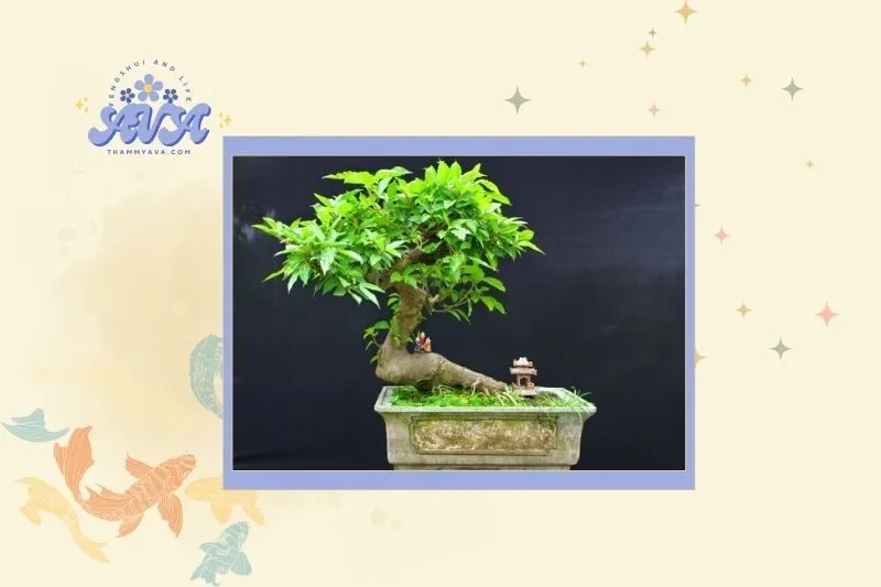 Cách chọn cây sung phù hợp với mệnh và tuổi