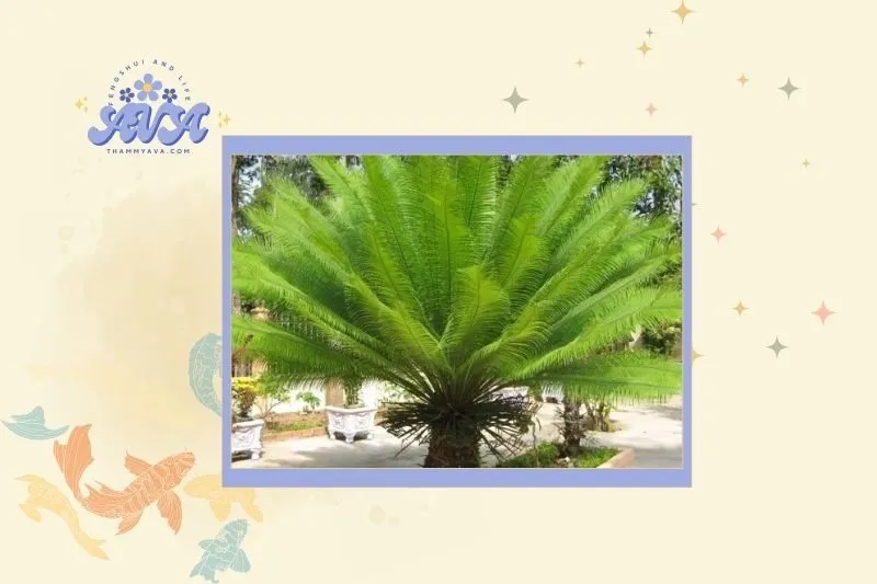 Cách chọn cây thiên tuế phong thủy hợp mệnh