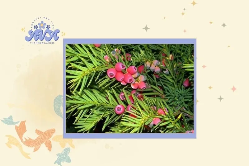 Cách chọn cây thông đỏ phong thủy hợp mệnh