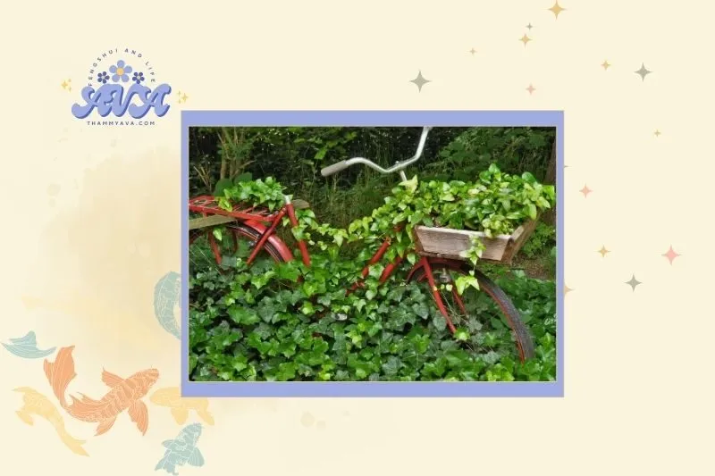 Cách Chọn Cây Thường Xuân Hợp Mệnh