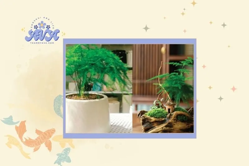 Cách chọn cây thủy tùng hợp mệnh