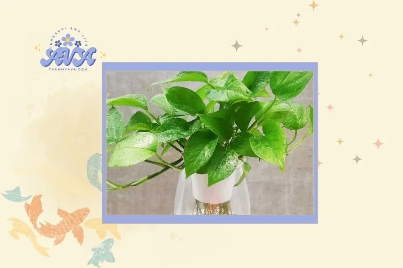 Cách chọn cây trầu bà phù hợp với mệnh và tuổi