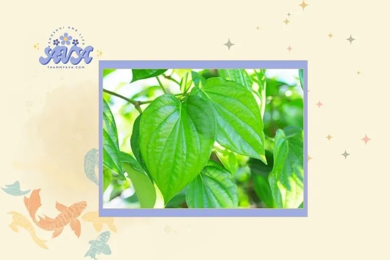 Cách Chọn Cây Trầu Không Hợp Mệnh và Hướng Nhà