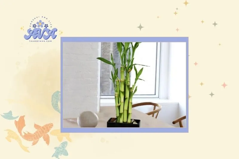 Cách chọn cây tre phong thủy hợp mệnh