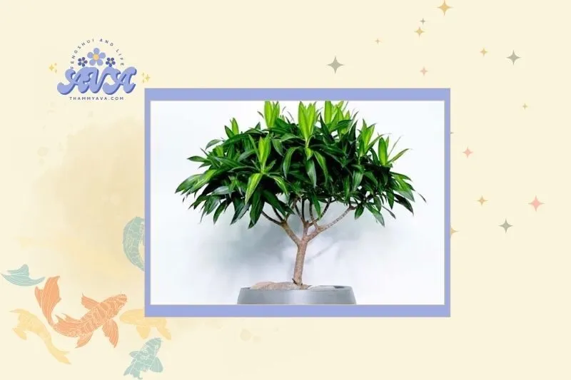 Cách chọn cây trúc bách hợp hợp mệnh và tuổi