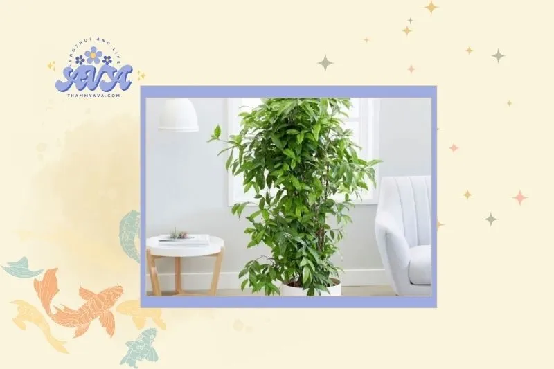 Cây trúc Nhật hợp với mệnh và tuổi nào?