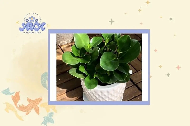 Cây trường sinh hợp mệnh gì và tuổi nào?