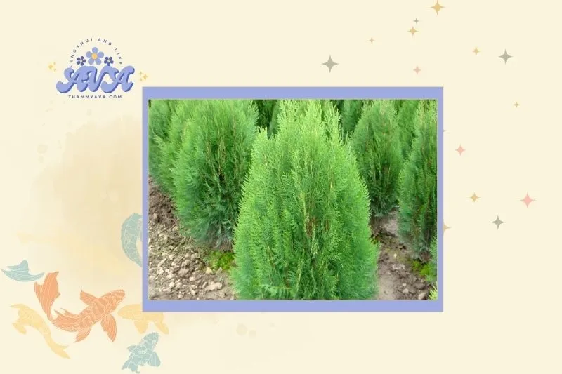 Cách chọn cây tùng bách phong thủy phù hợp