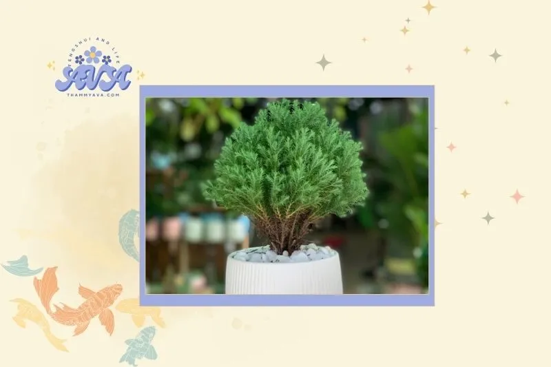 Cây tùng bồng lai hợp với mệnh và tuổi nào?