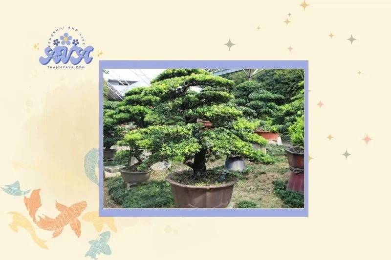 Cách chọn cây tùng la hán hợp mệnh và phong thủy