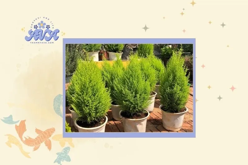 Cách chọn cây tùng thơm hợp mệnh và phù hợp phong thủy