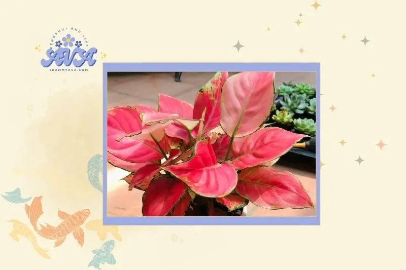 Cách chọn cây vạn lộc phù hợp với mệnh và tuổi