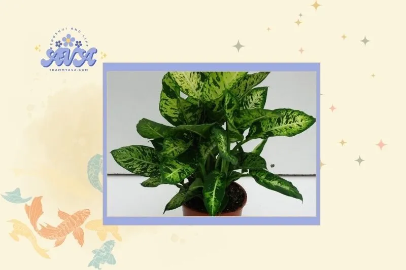 Cách chọn cây vạn niên thanh hợp mệnh và tuổi