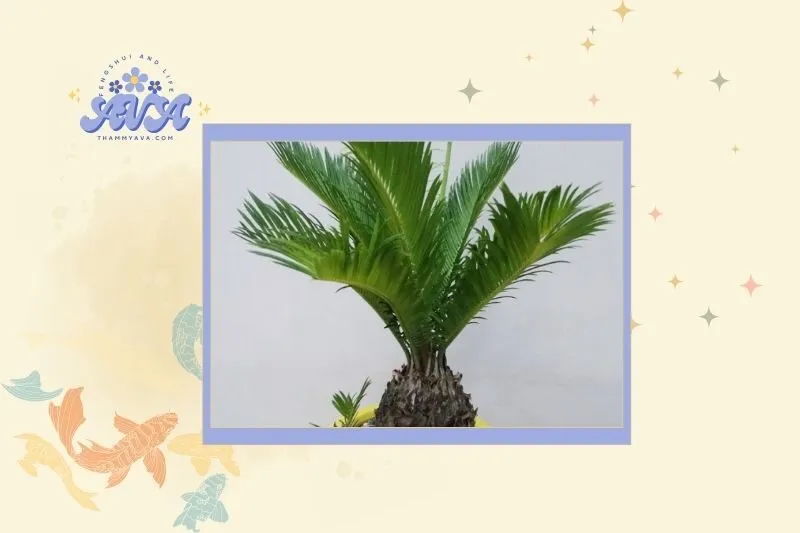 Cây vạn tuế hợp với mệnh và tuổi nào?