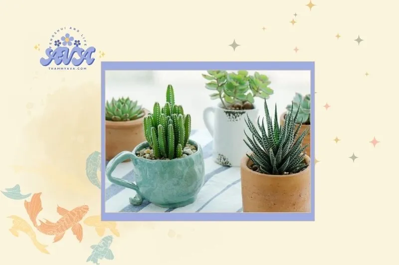 Cách chọn cây xương rồng phù hợp với mệnh