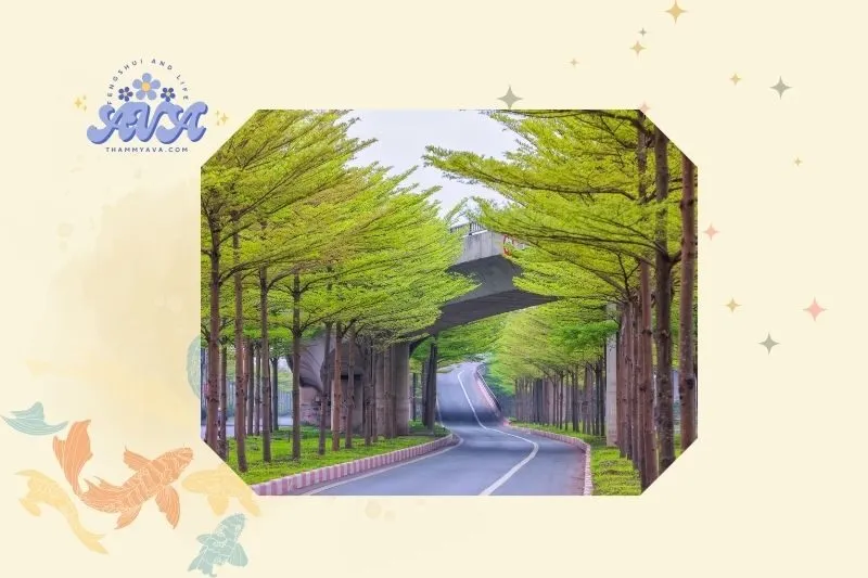 Cách trồng và chăm sóc cây bàng Đài Loan đúng cách