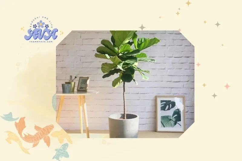 Cách trồng và chăm sóc cây bàng Singapore