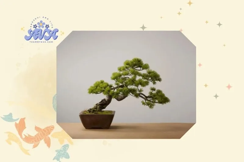 Cây bonsai phong thủy