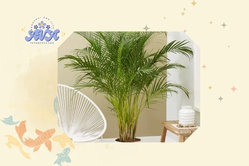 Cách trồng và chăm sóc cây cau cảnh phong thủy tại nhà