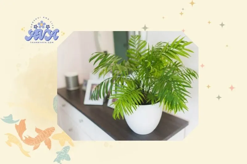 Hướng dẫn trồng và chăm sóc cây cau tiểu trâm