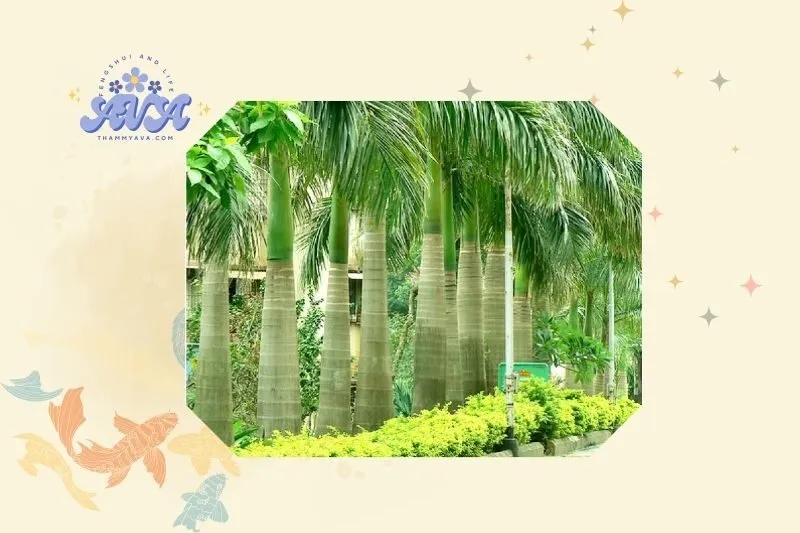 Hướng dẫn cách trồng cây cau vua đúng kỹ thuật