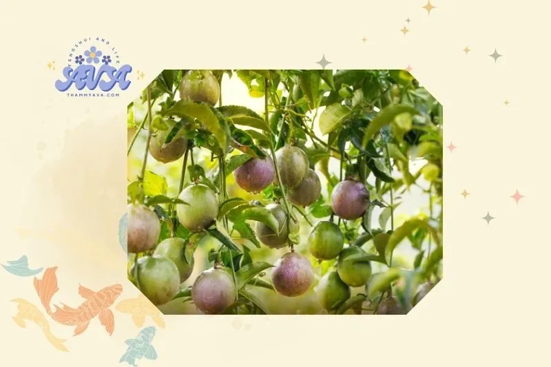 Kỹ thuật trồng và chăm sóc cây chanh leo