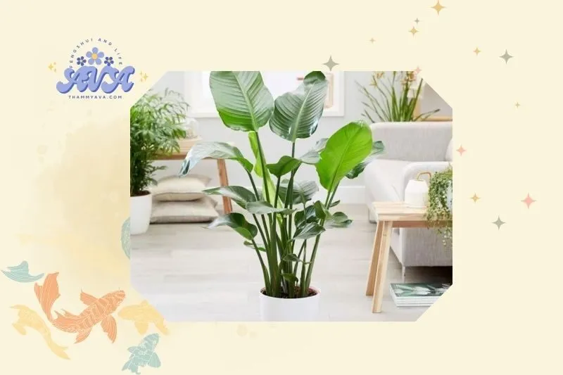 Cách Trồng và Chăm Sóc Cây Chuối Cảnh