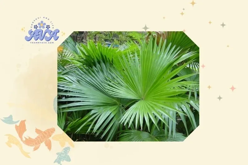 Cách trồng và chăm sóc cây cọ cảnh tại nhà